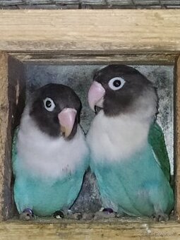 Agapornisy škraboškove