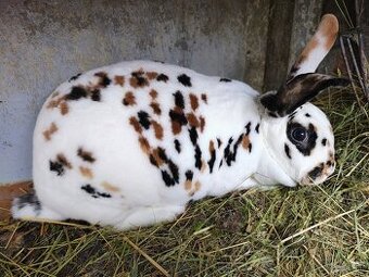 Dalmatínsky Rex Trikolor