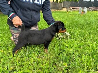 Rottweiler, rotvajler, rottwailer, rtw