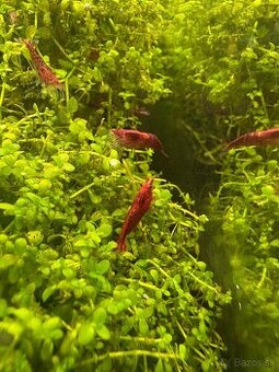 🔴 Na predaj: ČERVENÉ krevety Neocaridina (Red Cherry) 🔴