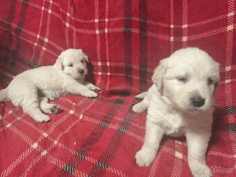 Šteniatka slovenský čuvač