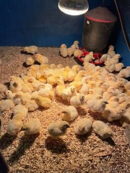 Brojlerove kurčatá