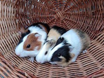 Predám morčatá - samičky