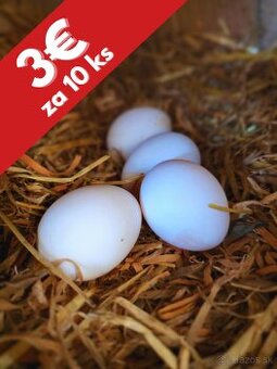 Domáce BIO vajcia z voľného výbehu