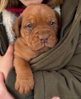 Bordo doga / Bordeauxská doga