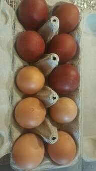 Predam nasadove vajcia MARANS a HEMSIR,madarska domaca velka