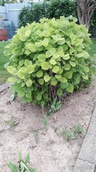 Biela hortenzia