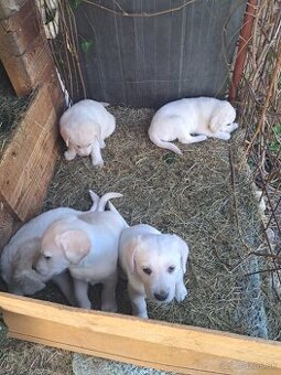 Šteniatka Labradora