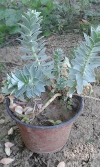 Euphorbia polychroma