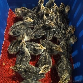 Predám nasadbove vajcia morky