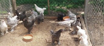 Ayam cemani, Brahmanka, Hodvábnička