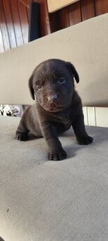 Čokoládový Labrador