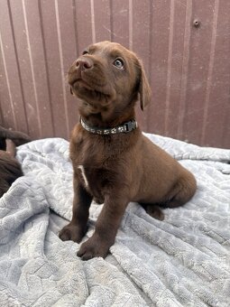 Čokoládový Labrador