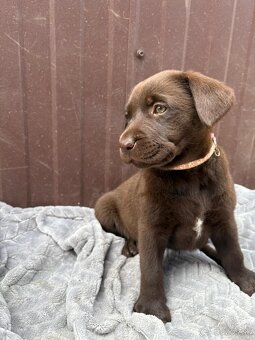 Čokoládový Labrador