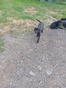 Cane corso z labradorom