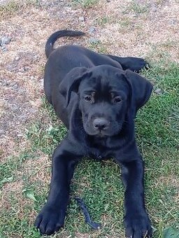 Cane corso z labradorom