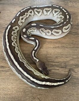 Python Regius/Pytón Královský/Krajta