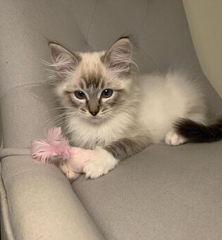 K dispozícii sú roztomilé mačiatka plemena Ragdoll