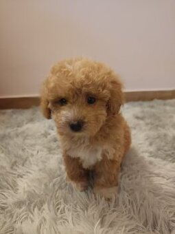 Toy Maltipoo
