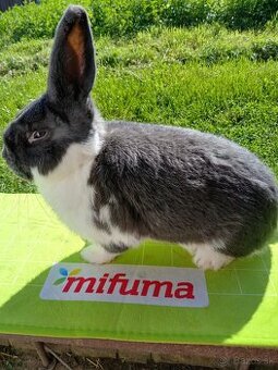 Meklenburský strakáč