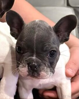 Francúzsky buldoček