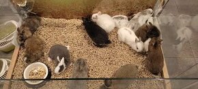 Zakrsle zajaciky