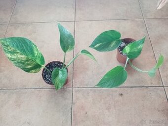 Epiremnum Aureum 1ks/4€+posta