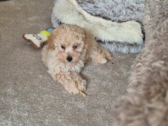 Predám Maltipoo