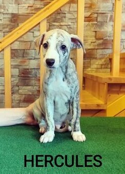 Whippet s PP