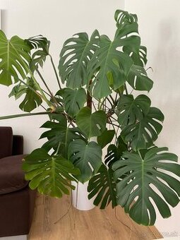Monstera Deliciosa