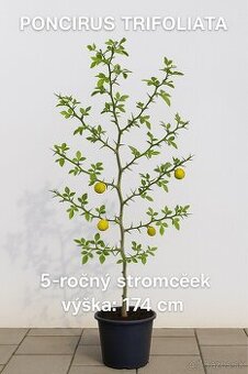 Na predaj: Citronovníkovec trojlistý – 5-ročný stromček 🌿 - 1