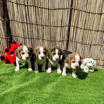 BEAGLE, BIGEL, BIGL