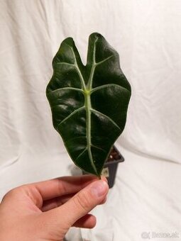 Alocasia 'Polly' baby