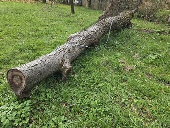 Kmeň orecha na predaj