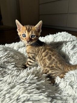 Bengálske mačiatka - 1