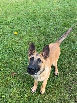 Belgický ovčiak x Nemecký ovčiak