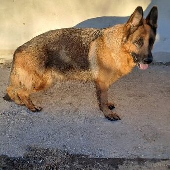 Vymením svojho nemeckého ovčiaka.