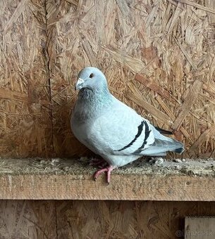 Poštové holuby štandard