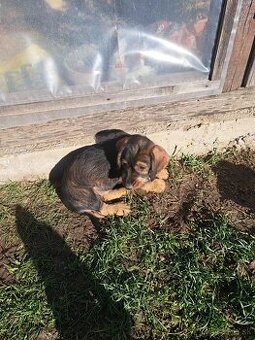 Jazvečík hrubosrstý šteniatka