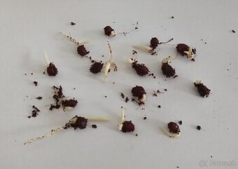 Naklíčené semená - palma Washingtonia x filibusta