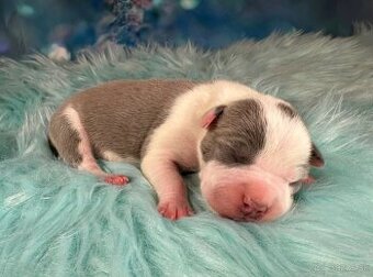 Americký Stafordšírský Teriér s PP