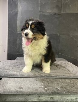 austrálsky ovčiak s PP