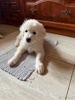 Slovenský čuvač s PP