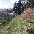 Modra – Harmónia - dva pozemky, každý cca 960 m²