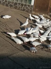 Biele poštové holuby - 1