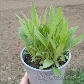 Trvalky - Echinacea purpurová, krasnoočko, yzop lekársky - 1