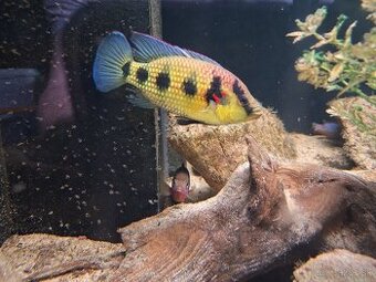 Predam Cichlidy Hemichromis elongatus Minna Niger