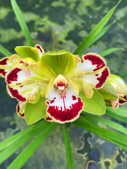 Cymbidium Italian Charm Trilip