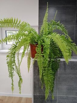 Izbová rastlina - papraď