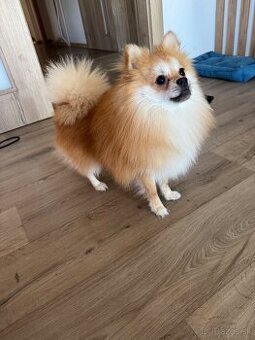 Pomeranian